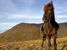 Iceland-Iceland Shorts-Sheep Round-Up on Horseback